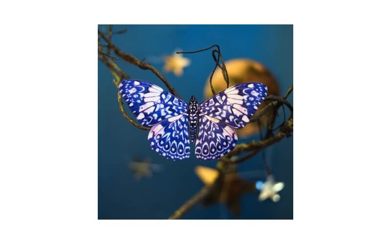 Celestrial Vlinders Moth and Myth