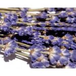 Echte-Lavendel-Geperst-Decorer-Scrapboeken.nl-1-1.jpg