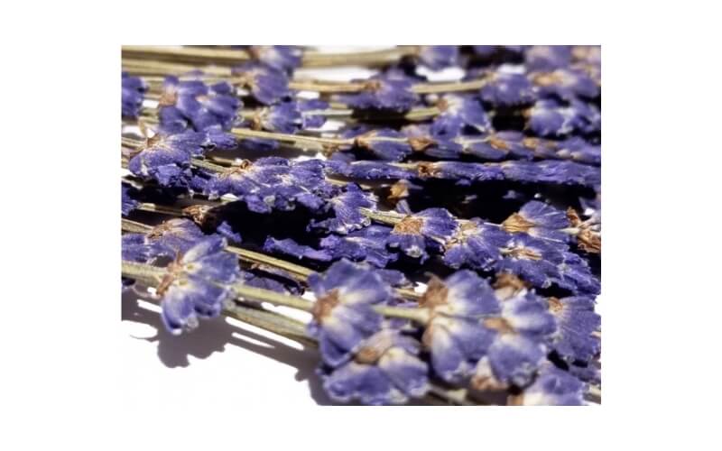 Echte Lavendel Geperst Decorer