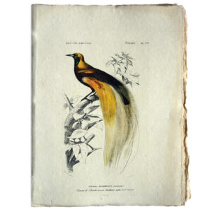 Notitieboek Siervogel A5 Perkament Epigram