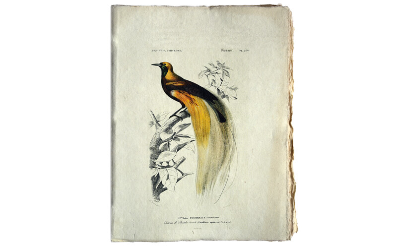 Notitieboek Siervogel A5 Perkament Epigram