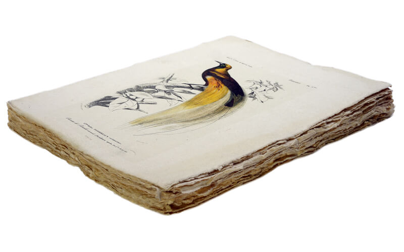 Notitieboek Siervogel A5 Perkament Epigram