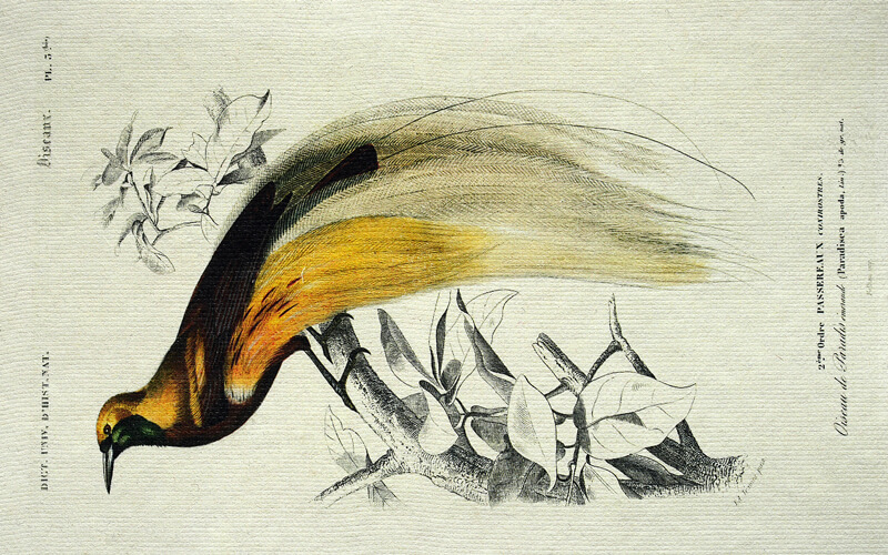 Notitieboek Siervogel A5 Perkament Epigram