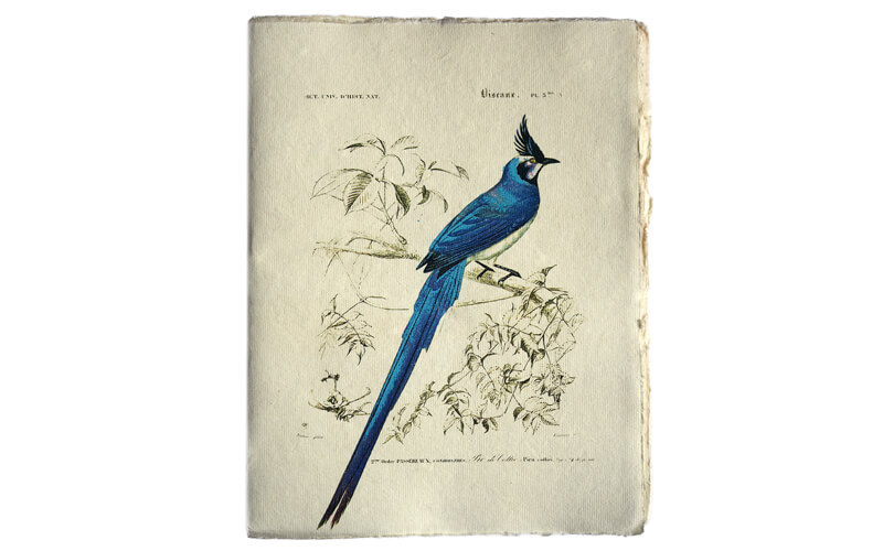 Notitieboek Blauwe vogel A5 Epigram