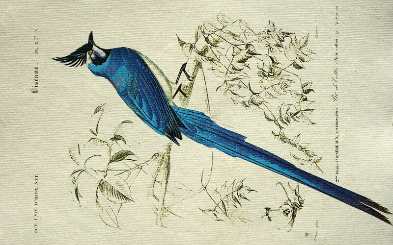 Notitieboek Blauwe vogel A5 Epigram