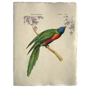 Notitieboek Tropische vogel A5 Epigram