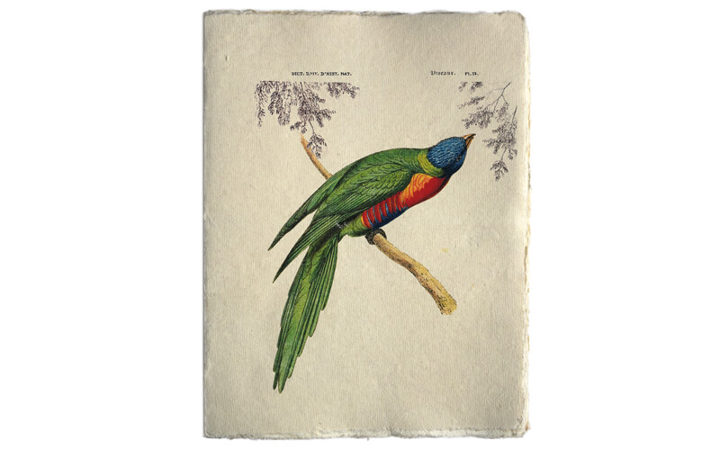 Notitieboek Tropische vogel A5 Epigram