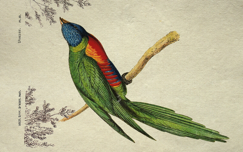 Notitieboek Tropische vogel A5 Epigram