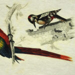 Epigram-Carnet-notitieboek-15x20cm-Vogel-F-03.jpg