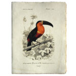 Epigram-Carnet-notitieboek-15x20cm-Vogel-G-01.jpg
