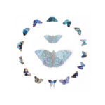 Galaxy-Micro-Mot-Vlinder-collectie-Moth-and-Myth-Scrapboeken.nl-1-1.jpg