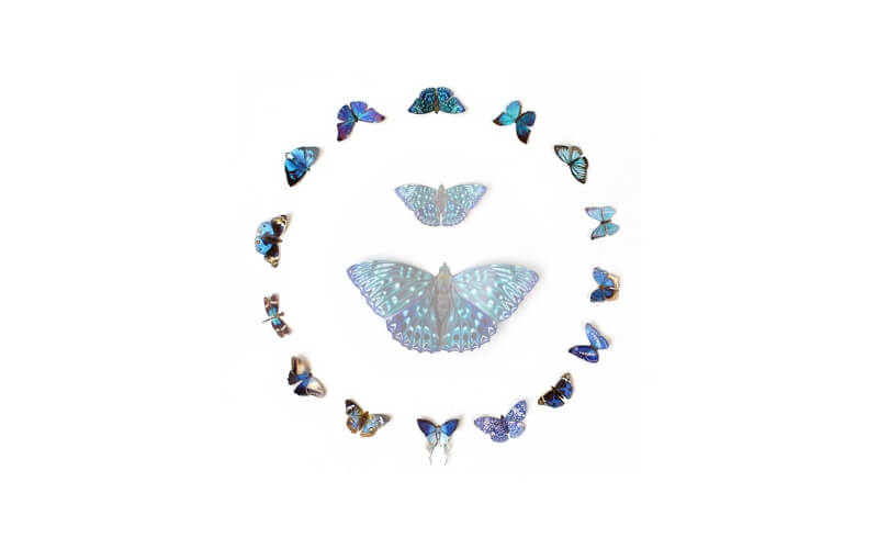 Galaxy Micro Mot & Vlinder collectie Moth and Myth