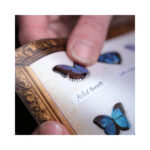 Galaxy-Micro-Mot-Vlinder-collectie-Moth-and-Myth-Scrapboeken.nl-2-1.jpg