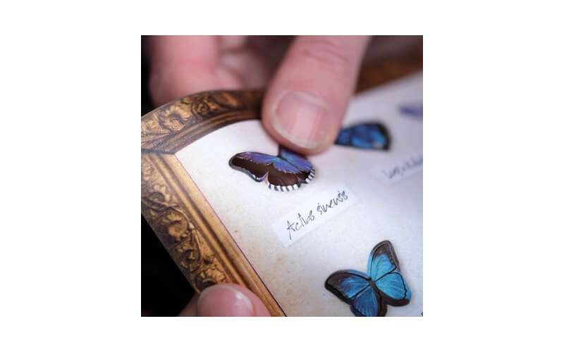 Galaxy Micro Mot & Vlinder collectie Moth and Myth