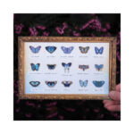 Galaxy-Micro-Mot-Vlinder-collectie-Moth-and-Myth-Scrapboeken.nl-3.jpg