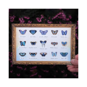 Galaxy Micro Mot & Vlinder collectie Moth and Myth
