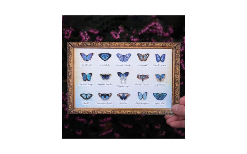 Galaxy Micro Mot & Vlinder collectie Moth and Myth