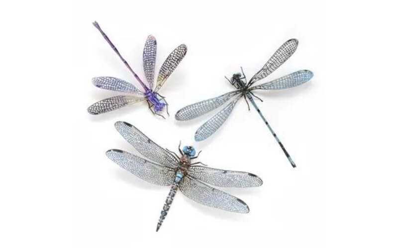 Libelle set 'Aerial' Moth and Myth