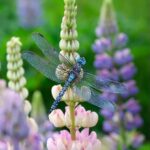 Libelle-set-Aerial-2-Scrapboeken.nl_.jpg