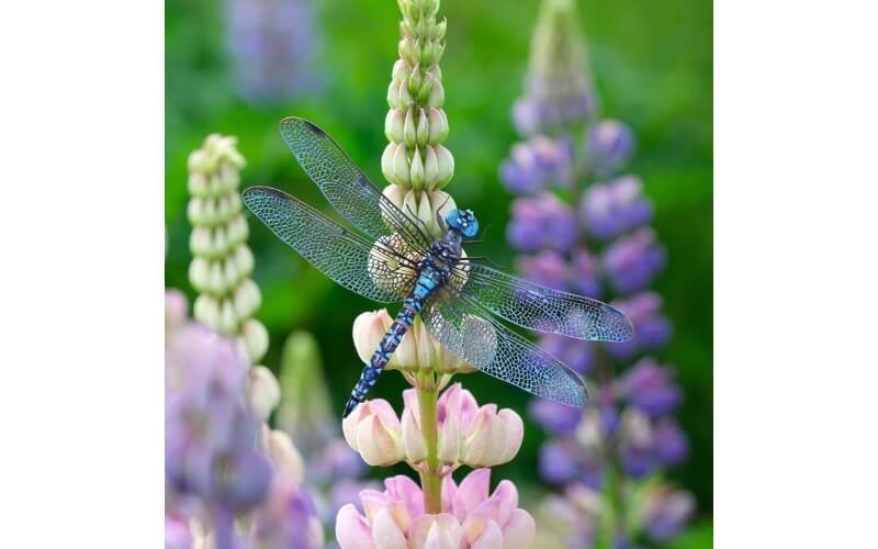Libelle set 'Aerial' Moth and Myth