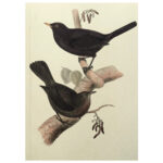 Memoriebox-Skona-Ting-notitieboek-STNOTE90-Vogels-01.jpg
