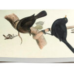Memoriebox-Skona-Ting-notitieboek-STNOTE90-Vogels-04.jpg