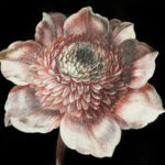 Memoriebox-Skona-Ting-notitieboek-STNOTE97-Zwart-Rose-bloem-05.jpg