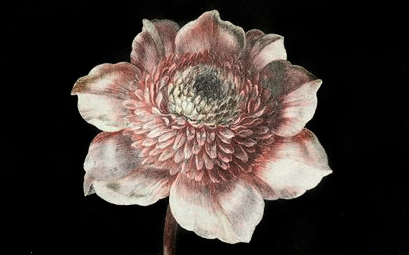 Notitieboek A5 Flower Skonating