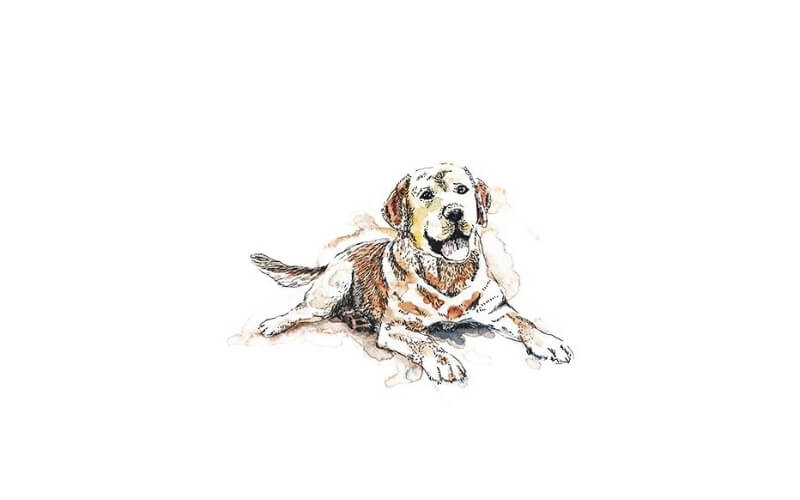 Mini Rijstpapier Set Honden & Katten 6 Vellen Itd Collection