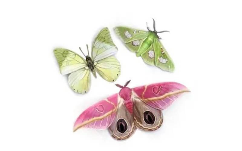 Mottenset 'Limelight' Moth and Myth.