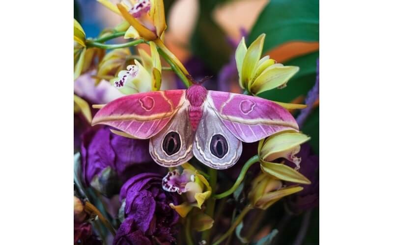 Mottenset 'Limelight' Moth and Myth.