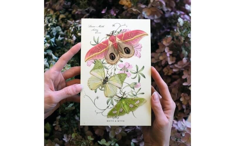 Mottenset 'Limelight' Moth and Myth.