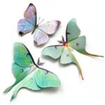 Mottenset-Luna-Spring-1-Scrapboeken.nl_.jpg