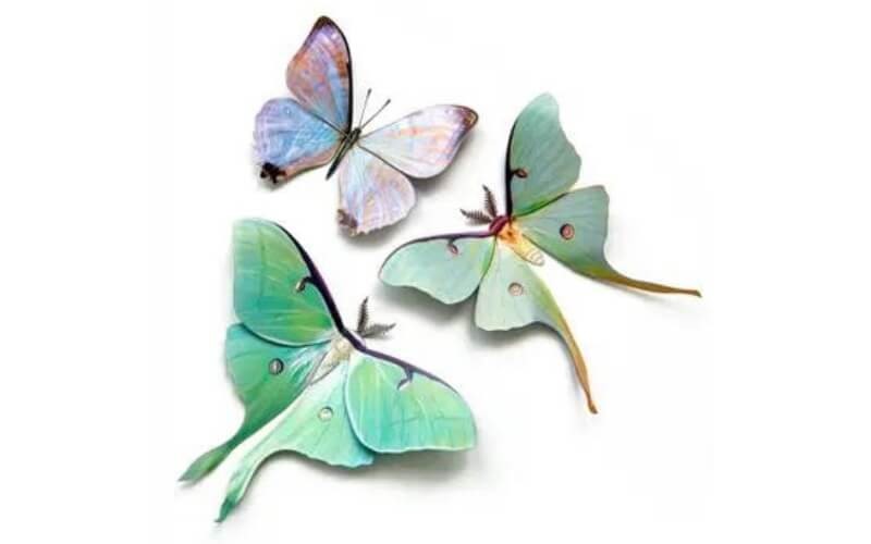 Mottenset Luna Spring Moth and Myth