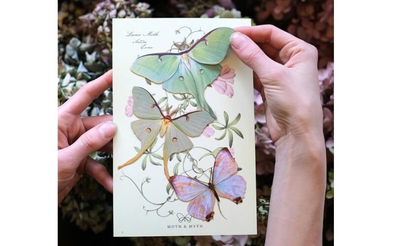 Mottenset Luna Spring Moth and Myth