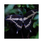New-England-Vlinders-Moth-and-Myth-Scrapboeken.nl-1-1.jpg