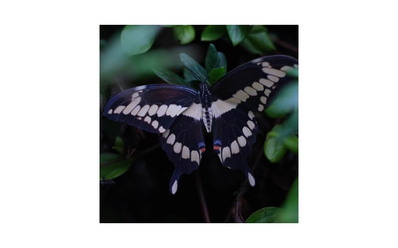 New England Vlinders Moth and Myth
