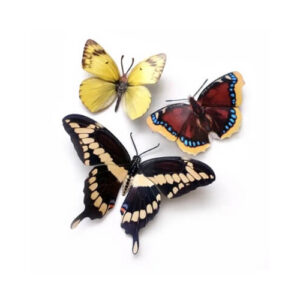 New England Vlinders Moth and Myth