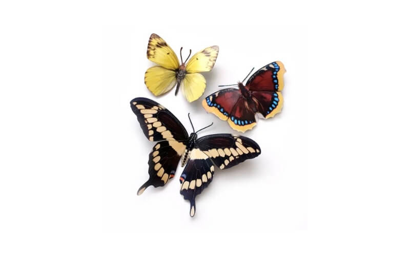 New England Vlinders Moth and Myth