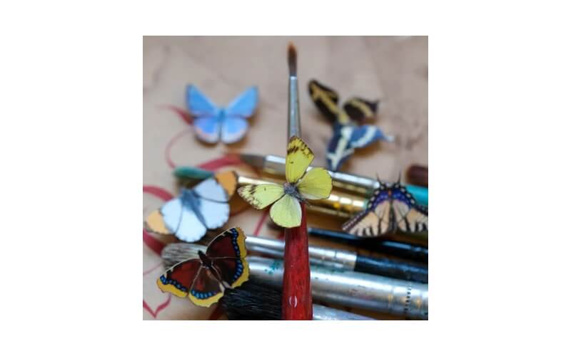 Noord-Amerikaanse Vlindermicrocollectie Moth and Myth