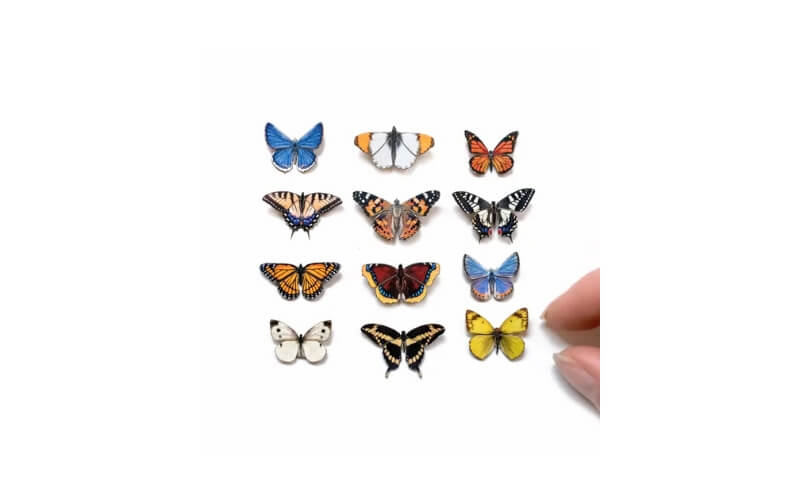 Noord-Amerikaanse Vlindermicrocollectie Moth and Myth