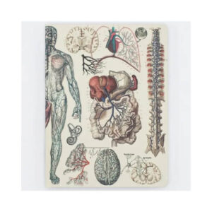 Notitieboek Anatomie