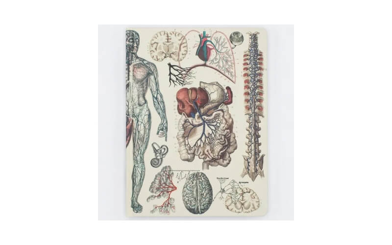 Notitieboek Anatomie