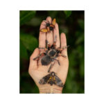 Omen-Papieren-Tarantula-Doodshoofdvlinder-Kever-Moth-and-Myth-Scrapboeken.nl-1-1.jpg