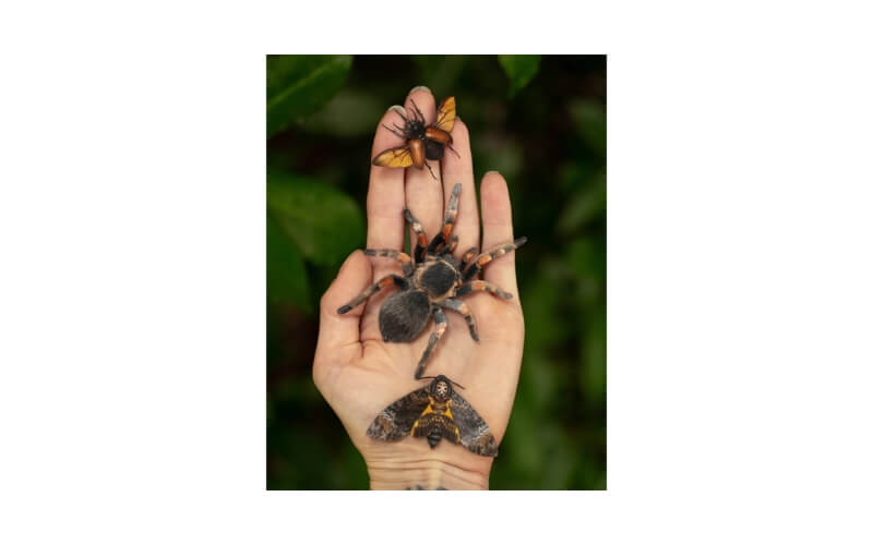 Omen Papieren Tarantula, Doodshoofdvlinder, Kever Moth and Myth