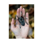 Omen-Papieren-Tarantula-Doodshoofdvlinder-Kever-Moth-and-Myth-Scrapboeken.nl-2-1.jpg