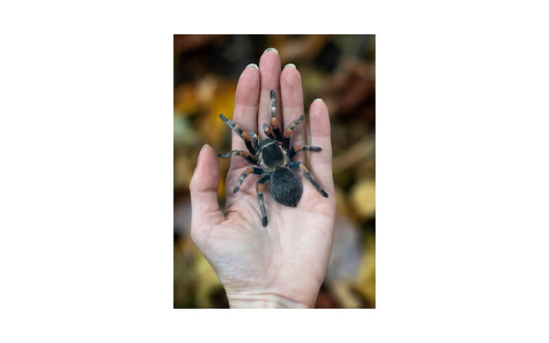 Omen Papieren Tarantula, Doodshoofdvlinder, Kever Moth and Myth