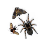 Omen-Papieren-Tarantula-Doodshoofdvlinder-Kever-Moth-and-Myth-Scrapboeken.nl-3.jpg