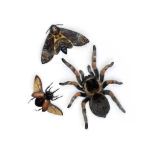 Omen Papieren Tarantula, Doodshoofdvlinder, Kever Moth and Myth