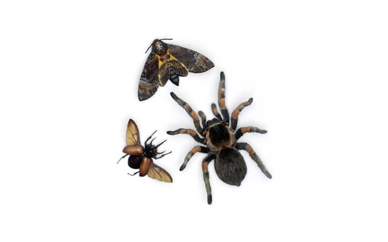 Omen Papieren Tarantula, Doodshoofdvlinder, Kever Moth and Myth